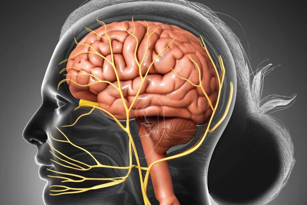 Infundibulum Brain