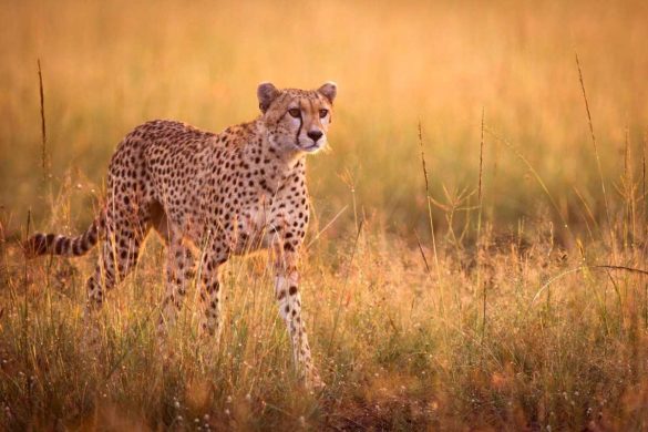 Cheetah Magnificent But Fragile Experts List Concerns For Cheetahs