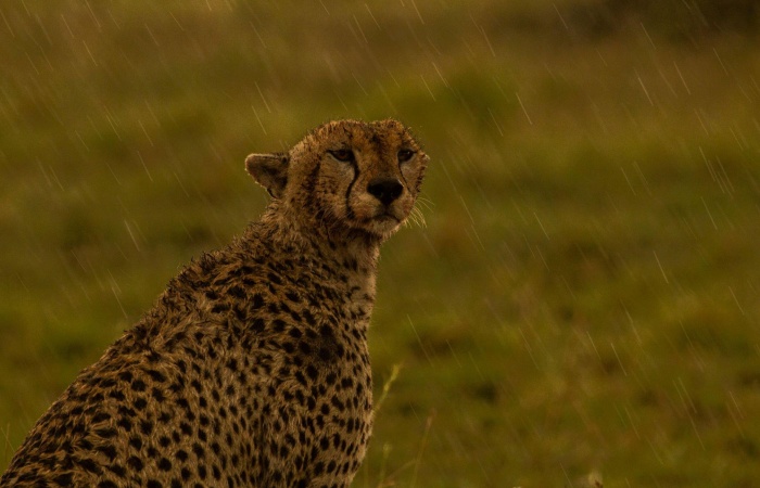 Impact of climate change on Cheetahs