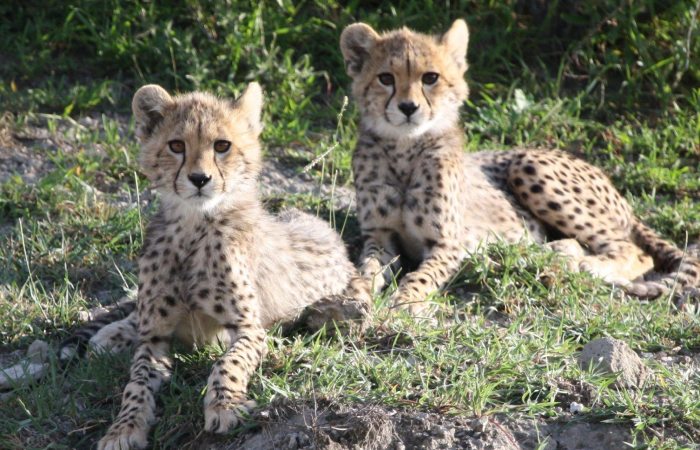 Poaching and Illegal Wildlife Trade 