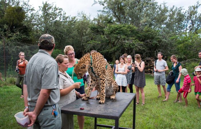 Programs for Captive Breeding