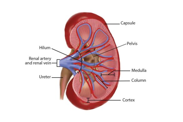 Hilum Of Kidney