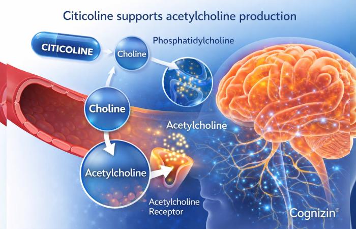 Citicoline acetylcholine brain pathway diagram